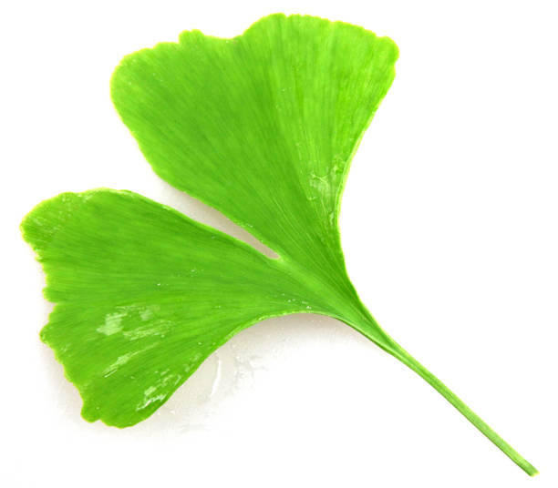 istock ginkgo biloba on white background 672133522