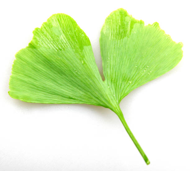 istock ginkgo biloba on white background 672133532