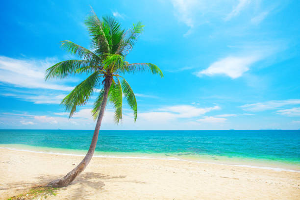 istock tropical beach with coconut palm 672135572