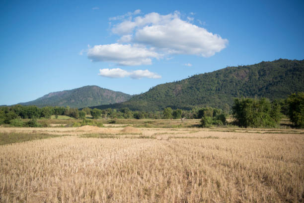 istock LAO PHONSAVAN LANDSCAPE AGRICULTURE 672135840