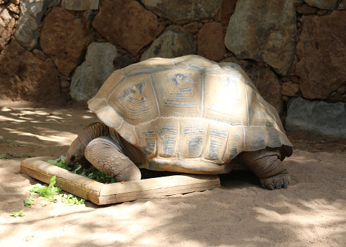 Turtles in Spain Zoo, funny looking turtles