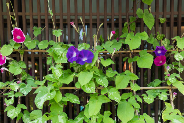 Violet Morning glory flowers in summer. Morning glory flowers in summer.  Japanese traditional summer flower. morning glory photos stock pictures, royalty-free photos & images