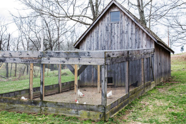 istock chicken barn with chickens inside wire mesh fence 672143496