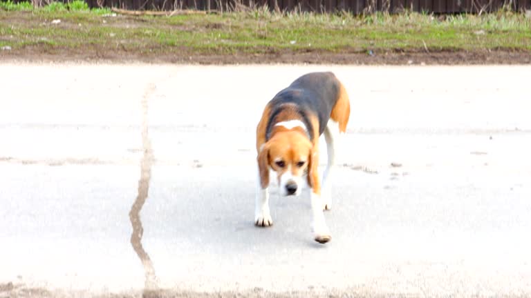 Beagle dog runs to the camera