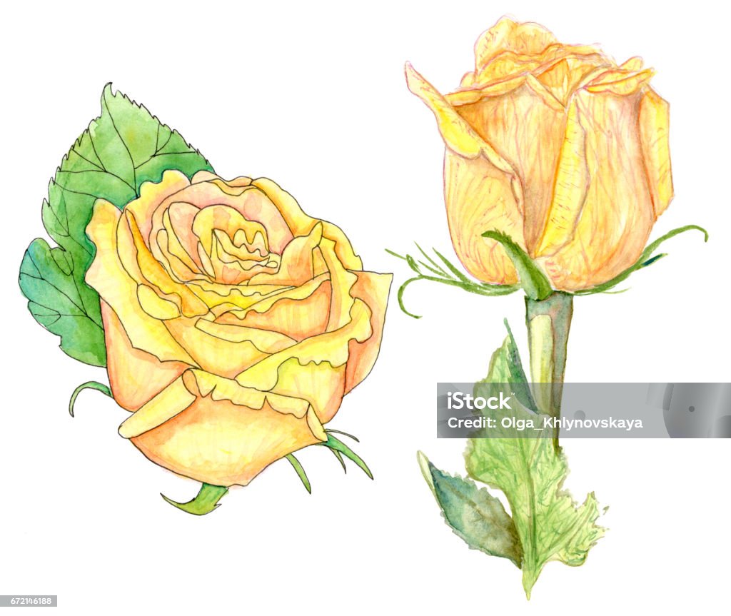 Two Yellow Roses Watercolor On White Stock Illustration - Download ...
