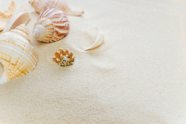 istock Clams on thesea sand 672146740