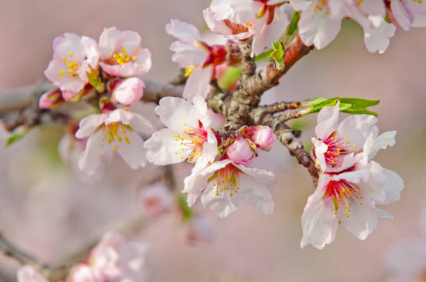istock Almond blossom, blooming almond tree in March 672150060