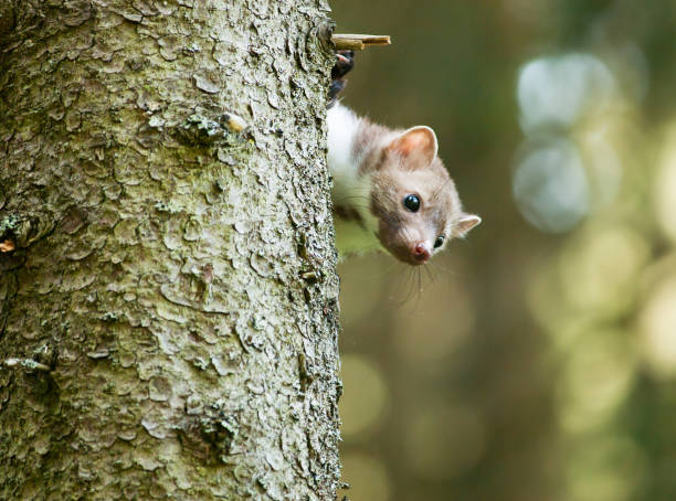 istock Stone marten be peeping out of tree - Martes foina 672152424