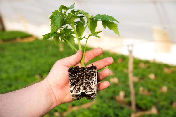 Man hand holding plant of tomato with roots in soil