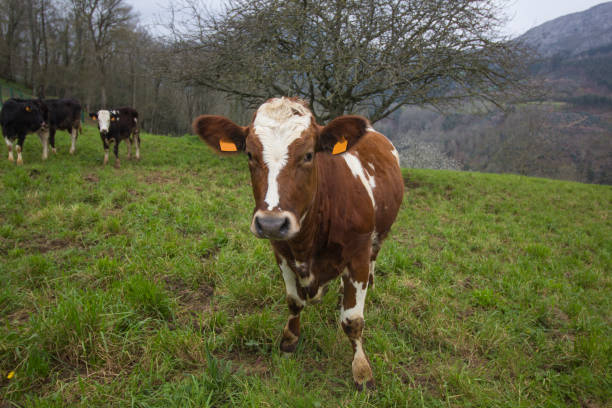 istock Cow in the countryside 672156358