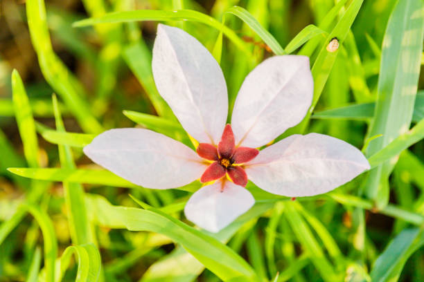 istock fallen white color flowers on grass in autumn 672157128