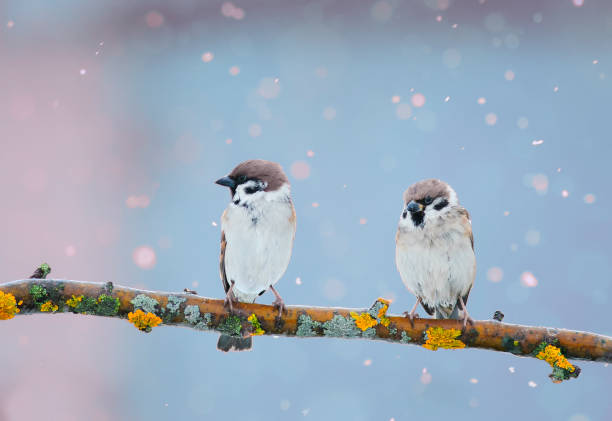 istock two funny birds are sitting in the Park on a branch during a spring snowfall 672157330