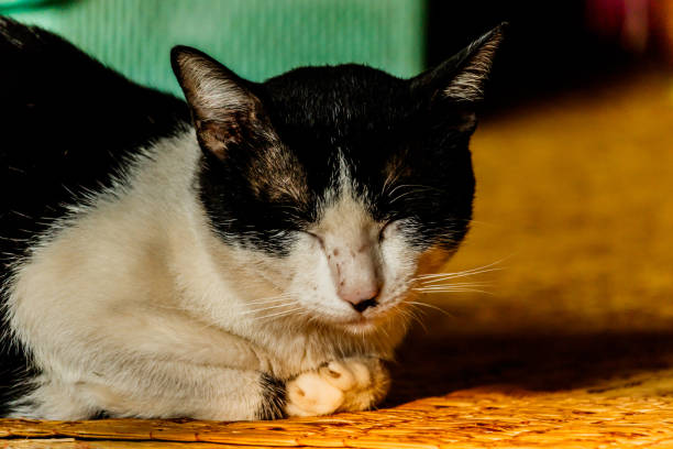 istock Black and white cat sleeping on mat 672161970