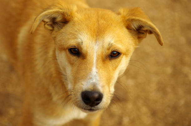 istock sad homeless tellow dog 672162552