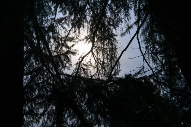 istock Pine branches in sunset. Czech Republic 672165884