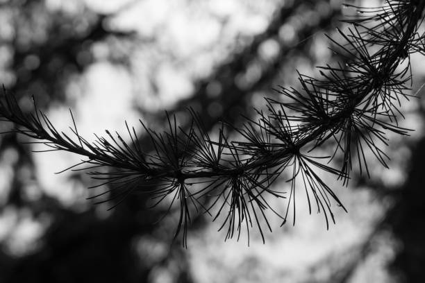 istock Pine branches in sunset. Czech Republic 672165908