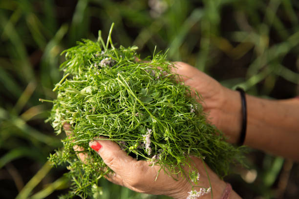 istock Handful of Fresh Coriander 672165978
