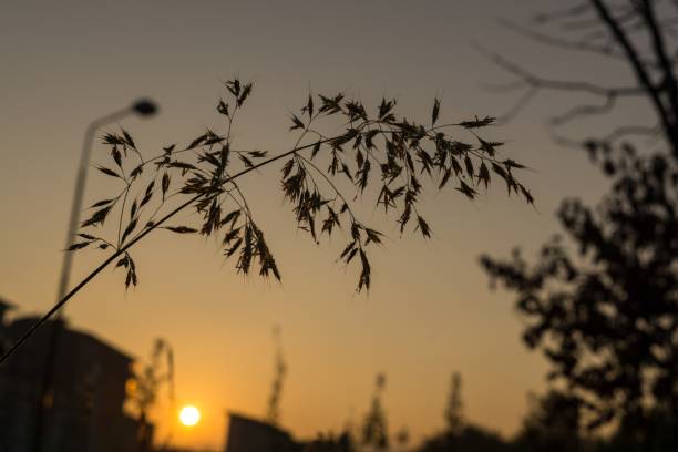 istock Grass with water droplets during sunrise. 672169330