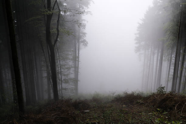istock Misty woods with thick fog and trees silhouettes. 672173206