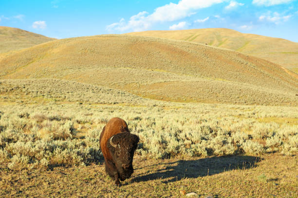istock A Single Bison in Lamar Valley Yellowstone National Park 672178816