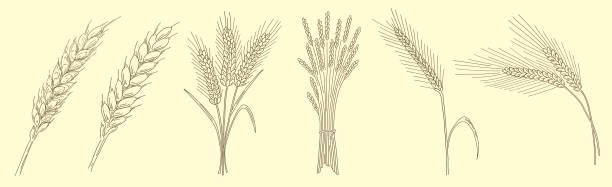 illustrazioni stock, clip art, cartoni animati e icone di tendenza di spighe di grano isolato schizzo vettoriale illustrazione disegnata a mano - wheat bundle bouquet food