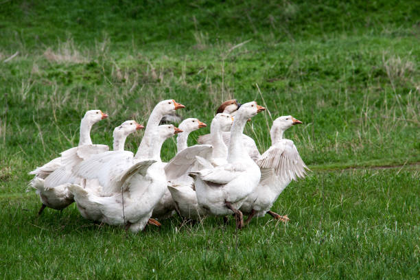 istock Flock of geese grazing on grass in spring field 672179534