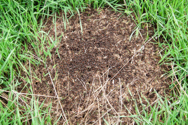 istock Anthill on the green grass close up 672179726