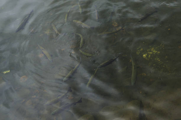 istock Salmon fish and waves on lake made by fish. 672181886