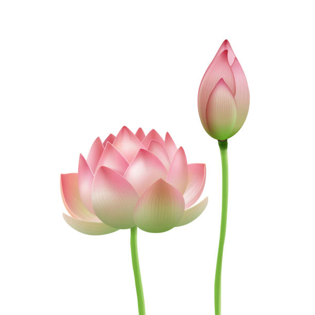illustrazioni stock, clip art, cartoni animati e icone di tendenza di fiore di loto rosa - lotus water lily white flower
