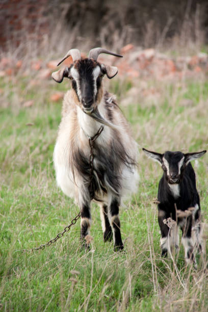 istock Goat with a kid is grazing on green grass 672185614