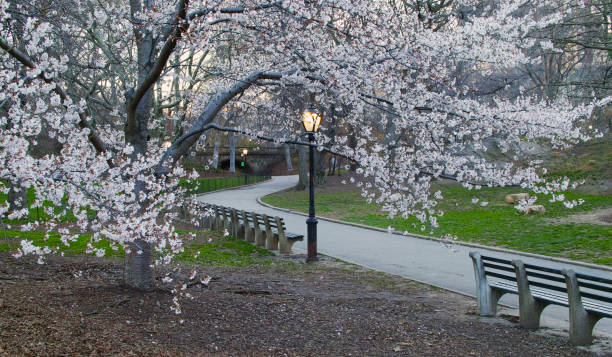 istock Central Park, New York City 672188900
