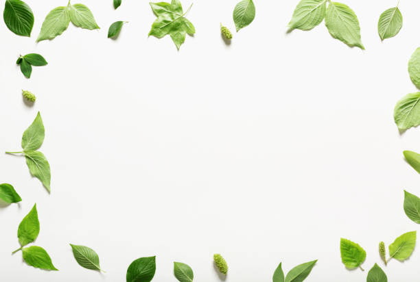 istock Collection of green leaves top view 672189140
