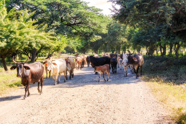 istock Cows on the road 39 in Nicaragua 672198280