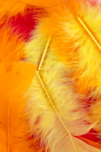 istock Yellow,Red and Orange craft feathers background 672198714