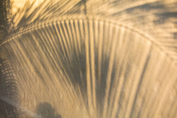 istock Background where the focus is on the shadow of a palm tree leaf reflecting on a yellowish beige stone wall. 672201426