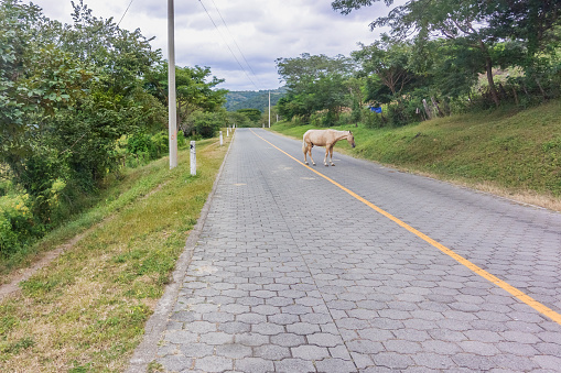 Horse on the road number 49 in Esteli district in Nicaragua