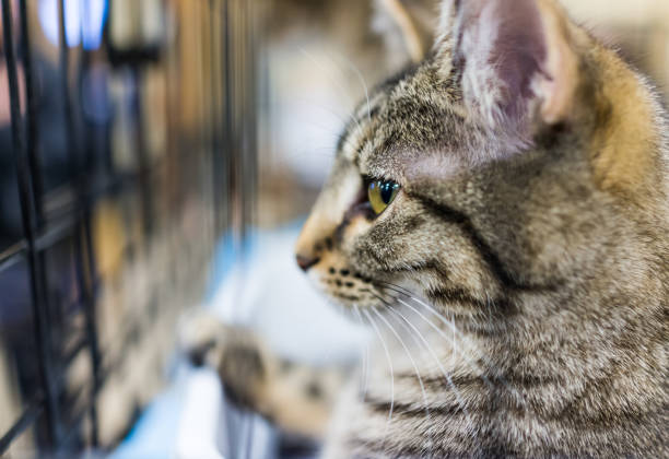 istock Macro closeup of one tabby cat's face sitting in cage 672204280