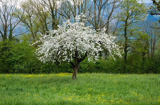An apple tree in full bloom on a grass field