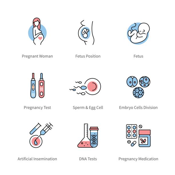 Pregnancy, obstetrics and gynecology symbols Pregnancy, obstetrics and gynecology symbols. Thin line art icons with flat colorful design elements. Pregnant woman, fetus, medical tools. Modern linear style illustrations isolated on white. human fertility stock illustrations