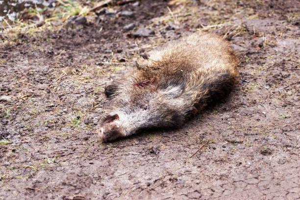 istock Killed wild boar at autumn forest 672210486