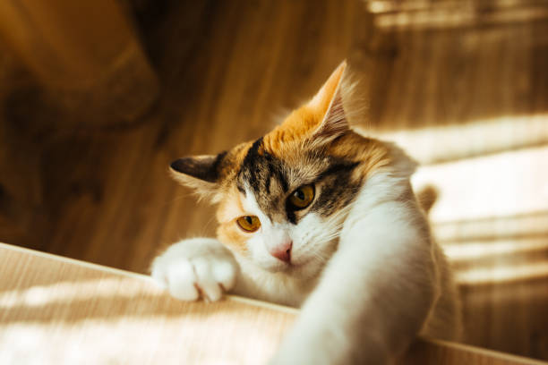 istock cat is ready for jumping. Warm toning image. Lifestyle pet concept. 672220564