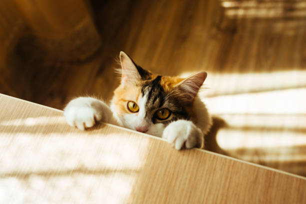 cat is ready for jumping. Warm toning image. Lifestyle pet concept.