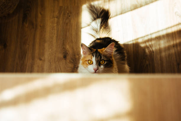 istock ginger three color cat is ready to jump on table. Warm toning image. Lifestyle pet concept. 672220576
