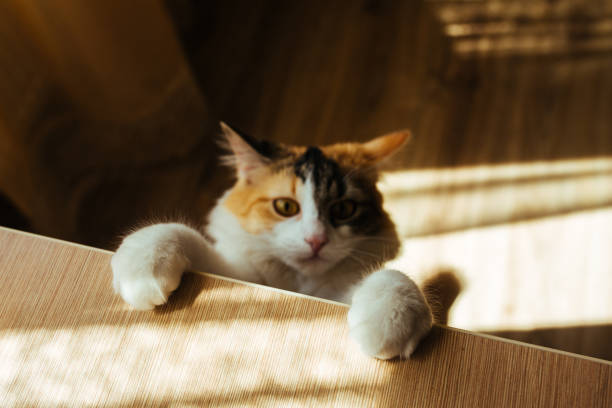 istock ginger three color cat Scrambles on table. Focus on soft paws. Warm toning image. Lifestyle pet concept. 672220582
