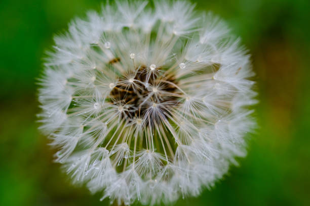 istock Fluffy dandelions in the rain 672232600