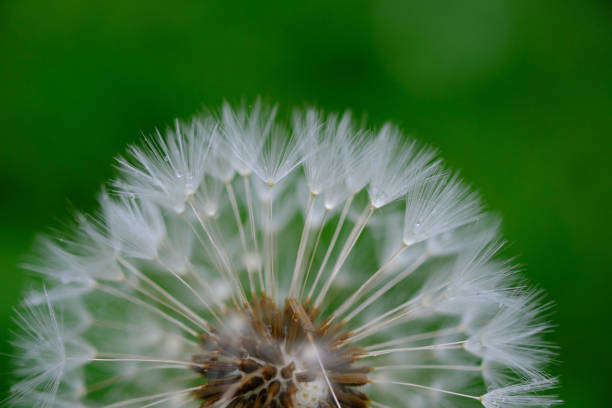 istock Fluffy dandelions in the rain 672232618