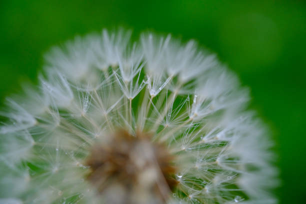 istock Fluffy dandelions in the rain 672232672