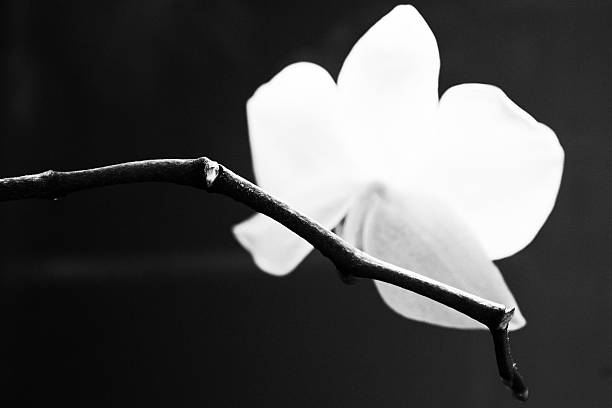 istock Close-Up Of Flowers Against Blurred Background 672233447