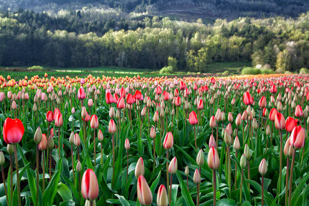 istock Spring time in the Fraser Valley, Abbotsford, BC, Canada 672242794