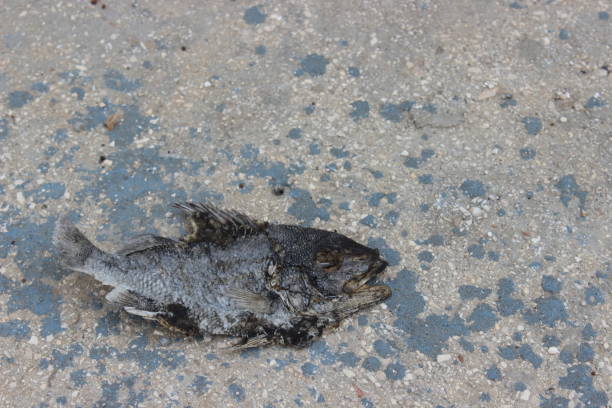 Dead fish Dead fish left in the street fish dead animal dead body death stock pictures, royalty-free photos & images